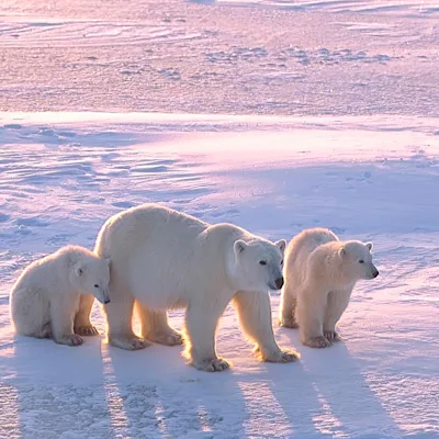 Isbjörnsmamma med två ungar som strövar vitt omkring i det arktiska drivisområdet på jakt efter mat.