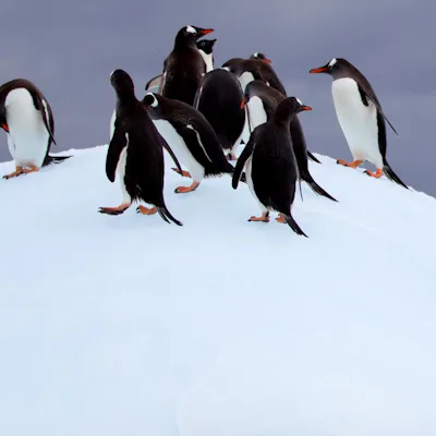 Pingviner hoppar upp ur vattnet.