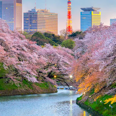 Vacker körsbärsblomning i Tokyo, Japan.