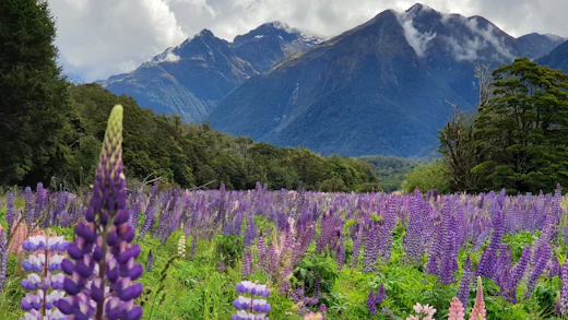 Lila Lupiner med gröna berg i bakgrunden Nya Zeeland