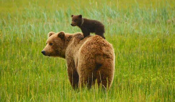 Björn med sin lilla unge på ryggen.