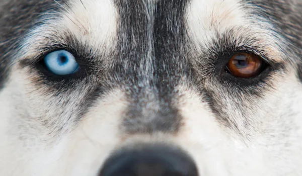 Riktig närbild av en husky, med ett blått och ett brunt öga.