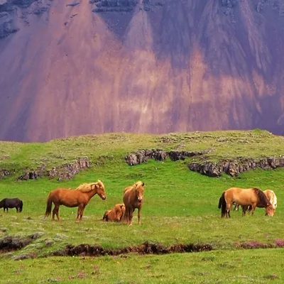 Vildhästar på Island.