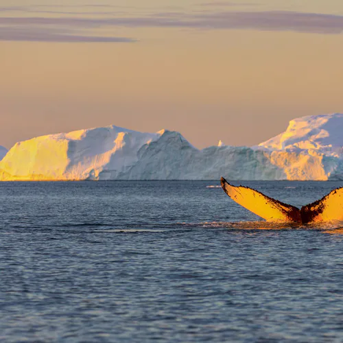 Expeditionskryssningar