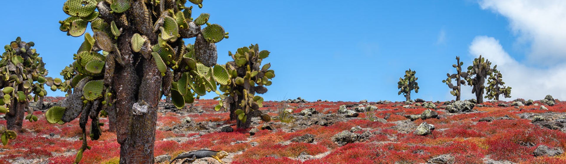 Endemiska kaktusar på Plaza Sur Island, Galapagosöarna.