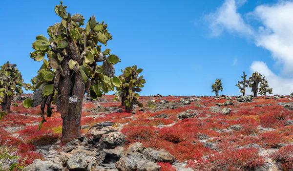 Endemiska kaktusar på Plaza Sur Island, Galapagosöarna.