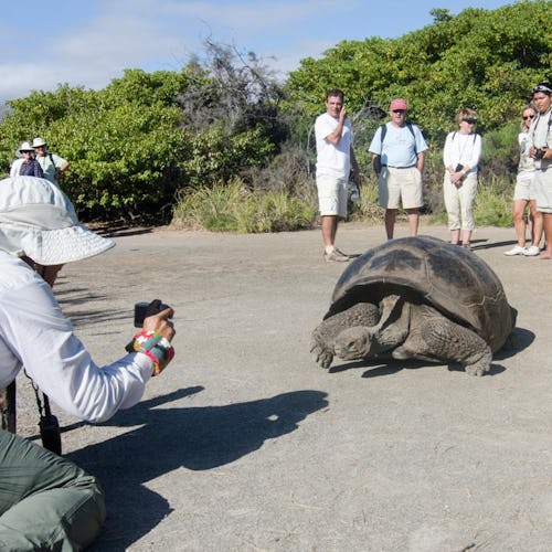 Turister fotograferar en stor sköldpadda.