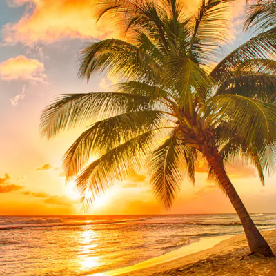 Vacker solnedgång vid en strand i Karibien.