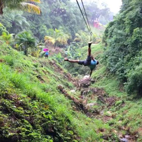 Uppe i trädkronorna